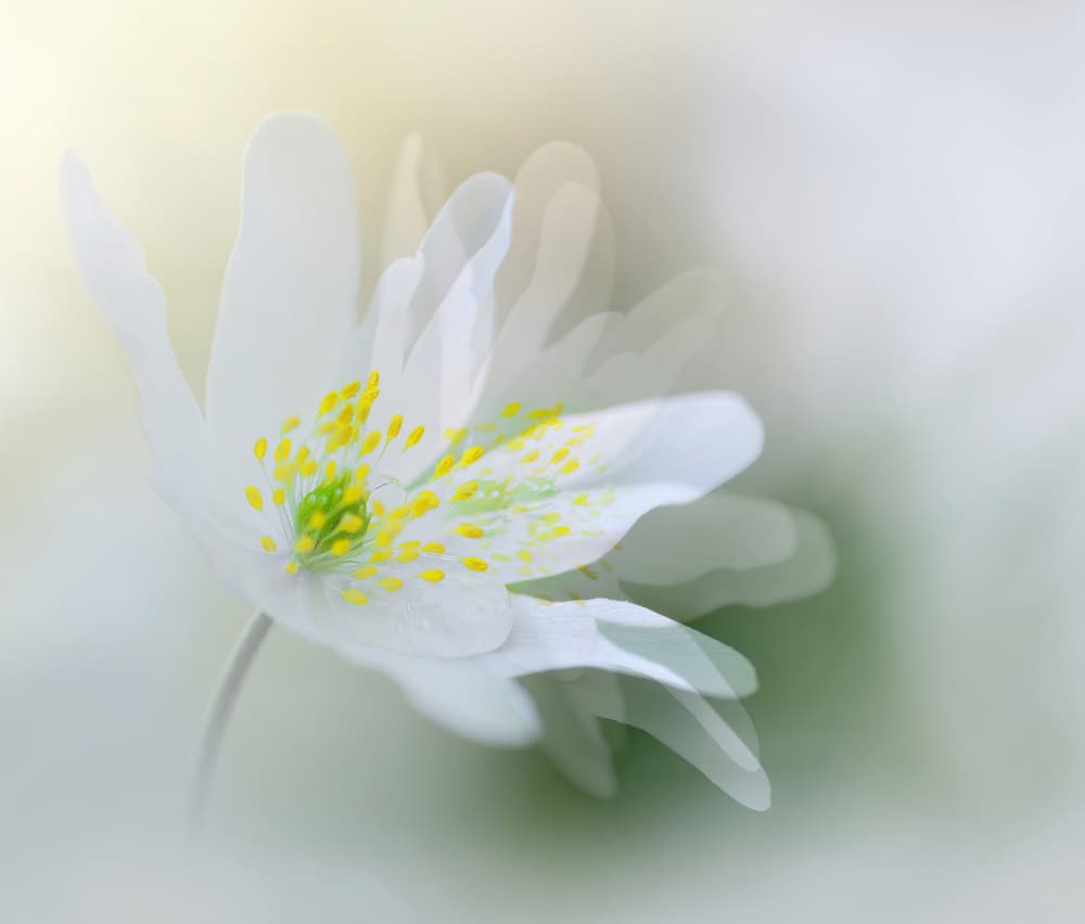 Dreamy White Anemone by Ylva Sjögren — canvas wall art