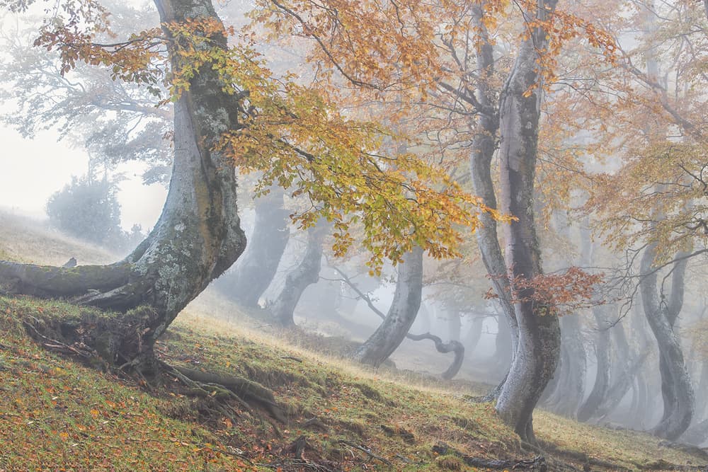 Misty Autumn Forest by Luigi Ruoppolo — canvas wall art