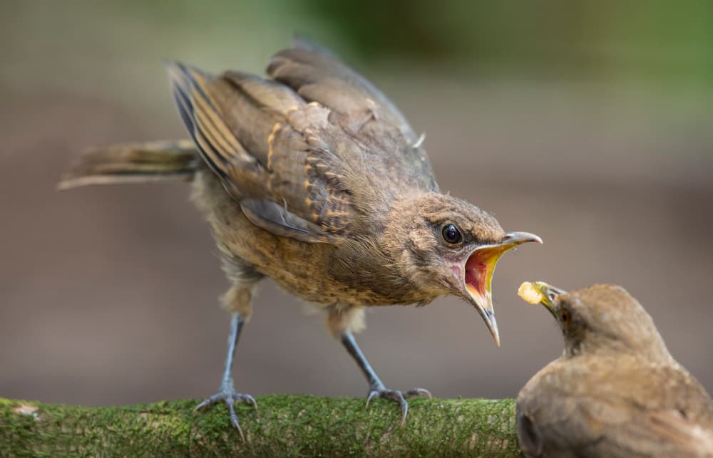 Hungry Fledgling Bird by Greg Barsh — canvas wall art