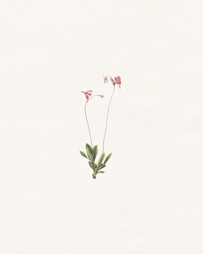 Delicate Pink Botanical by Wild Violets — canvas wall art