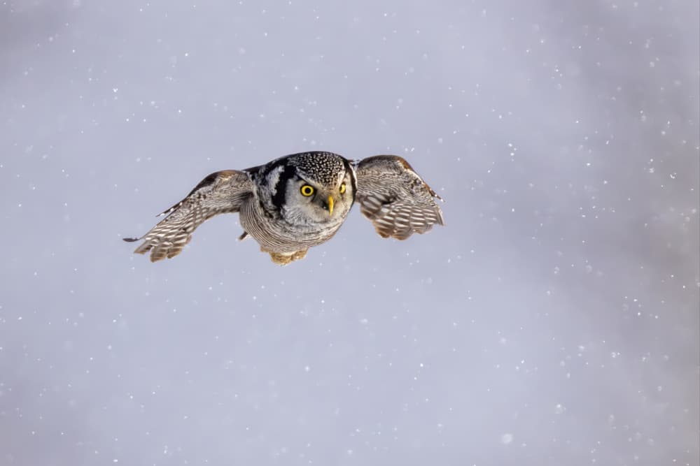 Northern Hawk-Owl Flight by Jun Zuo — canvas wall art