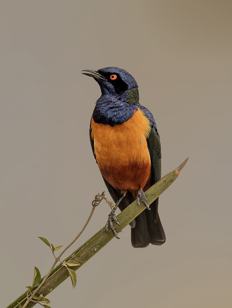 Vibrant Superb Starling by Jois Domont ( J.L.G.) — canvas wall art
