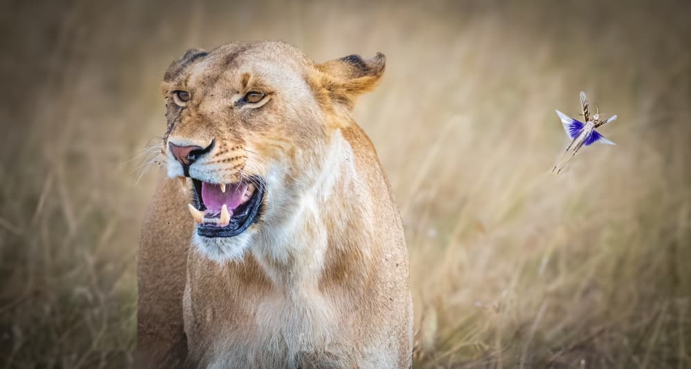 Lioness Meets Flying Insect by Jeffrey C. Sink — canvas wall art