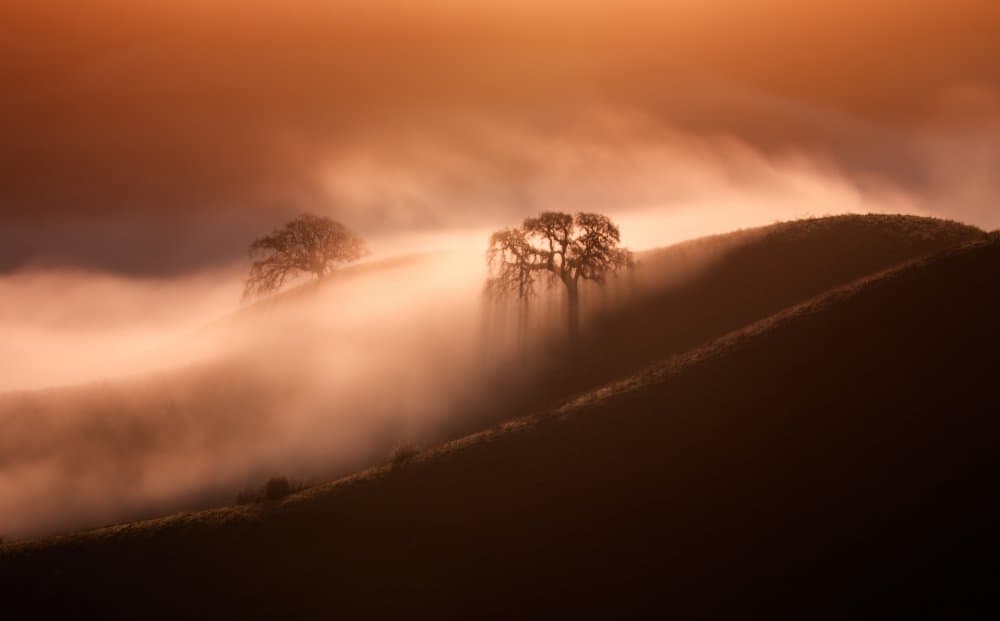 Trees in Golden Fog by Dianne Mao — canvas wall art