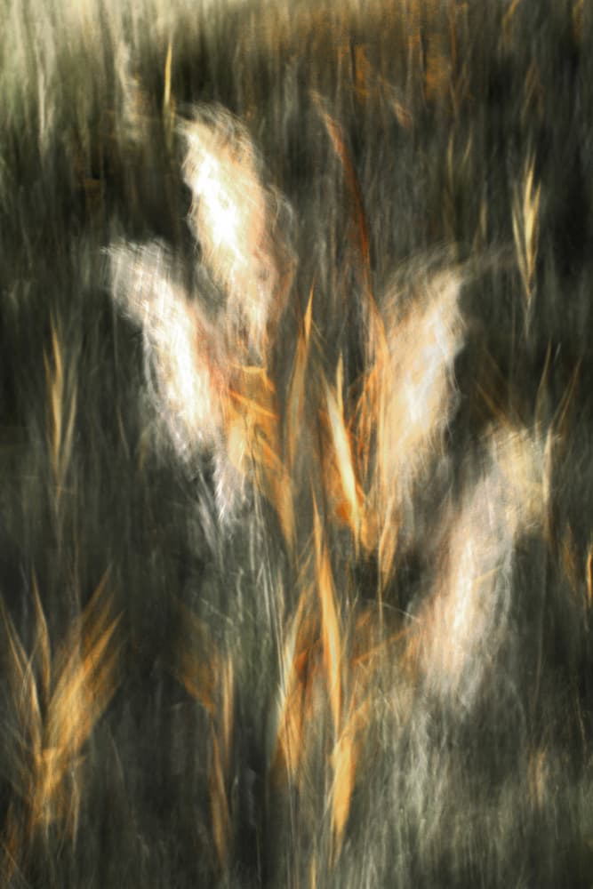 Ethereal Golden Grass by Christina Sillen — canvas wall art