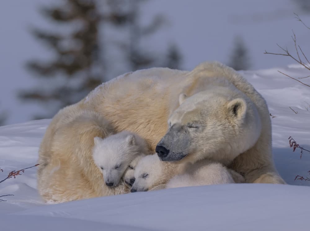 Arctic Family Nap by MIN LI — canvas wall art