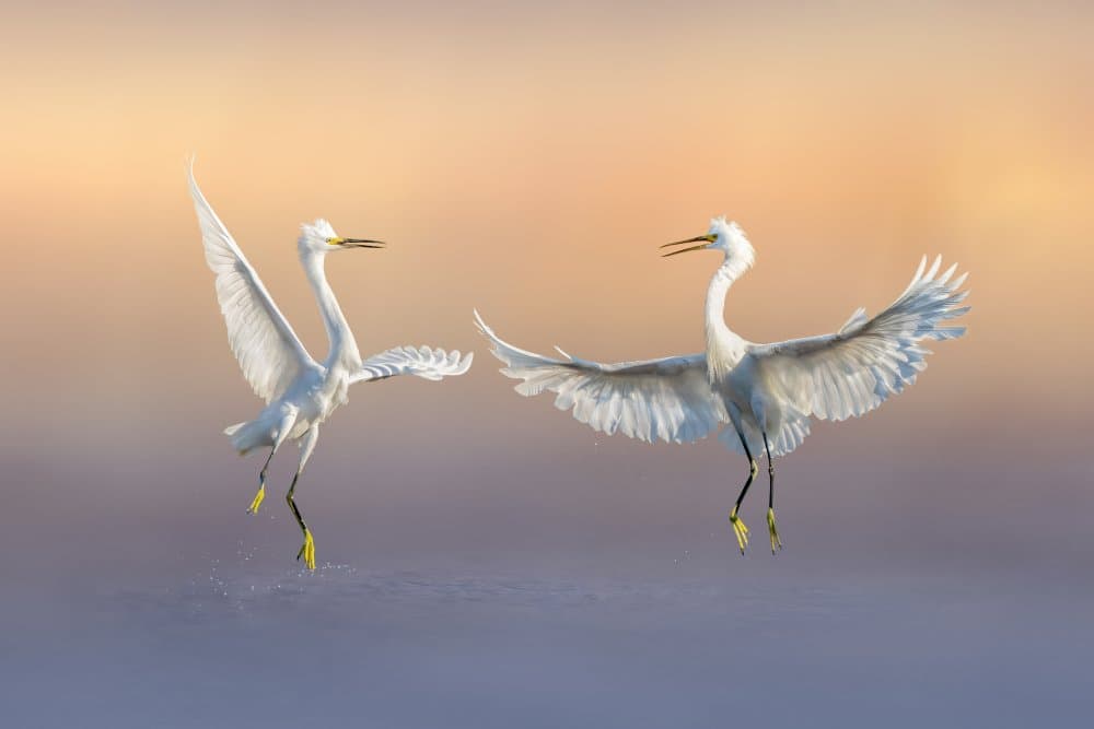 Happily Forever by Qing Zhao — canvas wall art