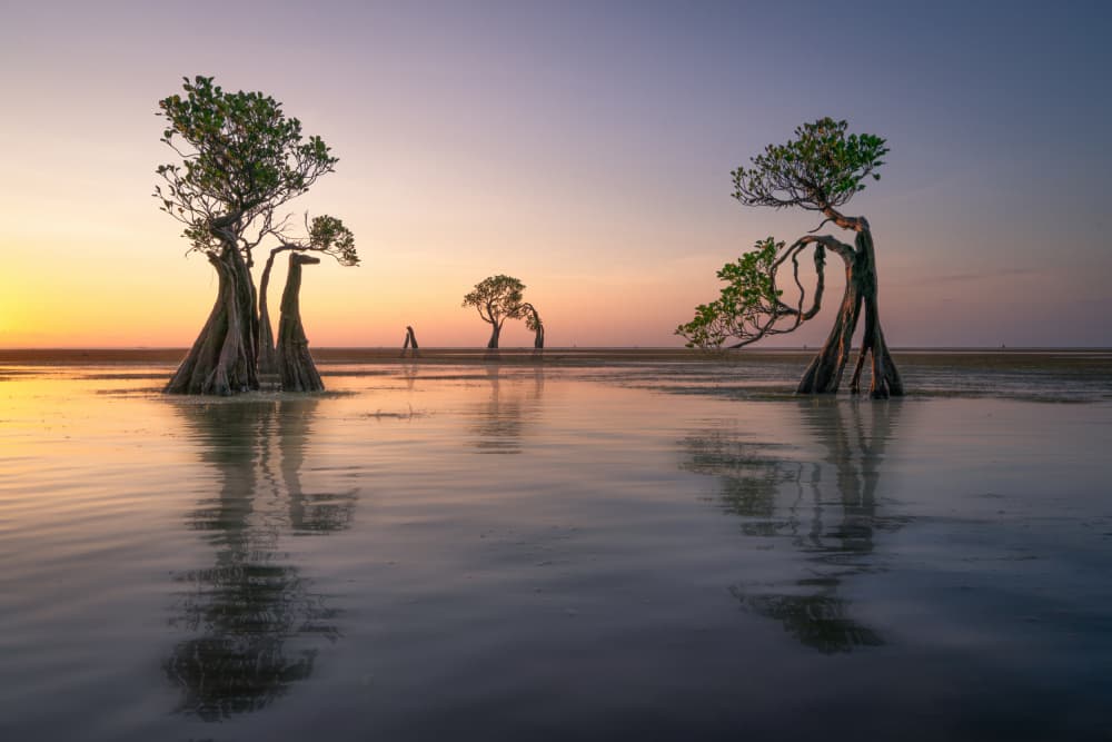 Golden Hour Mangroves by Dawn X W — canvas wall art
