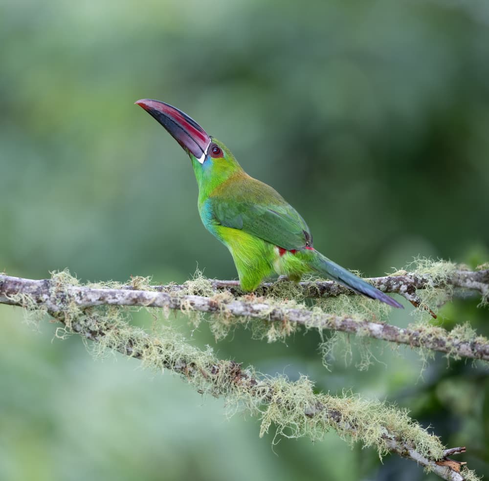 Vibrant Green Toucanet by Xiaojian Huang — canvas wall art