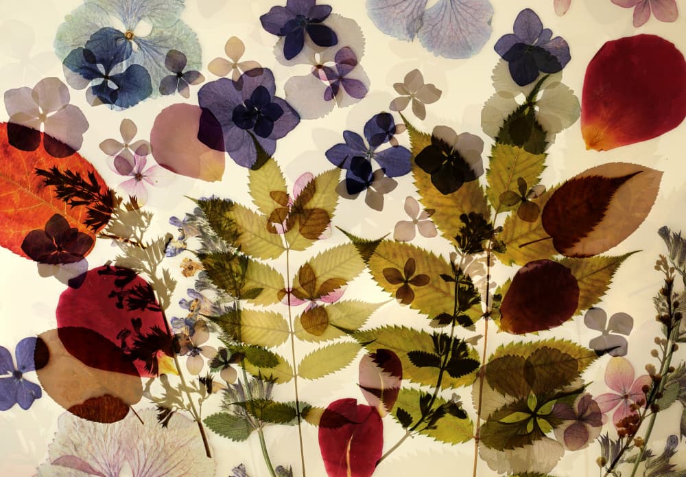Delicate Pressed Flora by Ellen van Deelen — canvas wall art