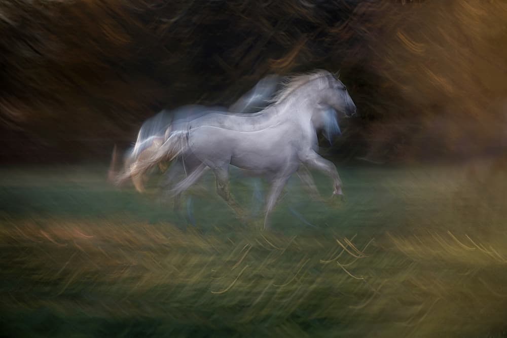 Dreamy White Horse Motion by Milan Malovrh — canvas wall art