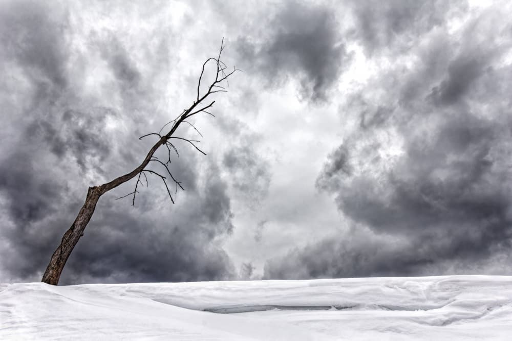 Solitary Winter Tree by Lucie Gagnon — canvas wall art