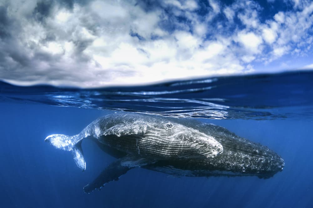 Humpback Whale And Sky by Cédric Péneau — canvas wall art