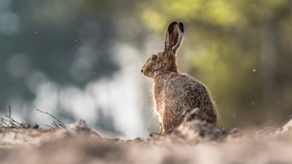 Golden Light Hare by Damian Stopczynski — canvas wall art
