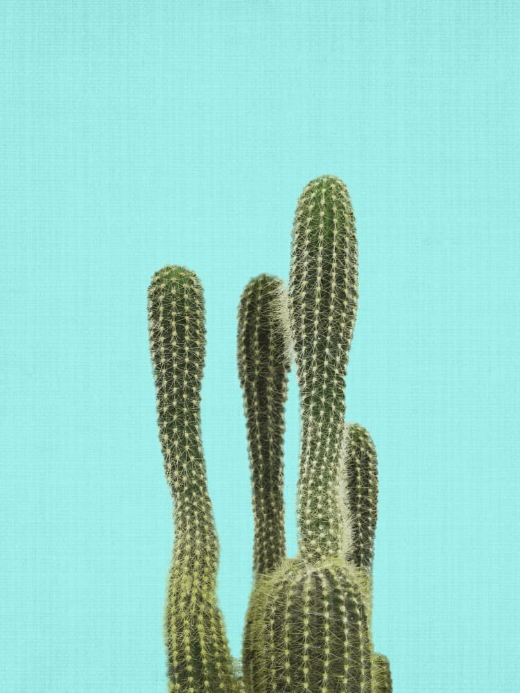 Turquoise Minimal Cacti by Lila &amp; Lola — canvas wall art