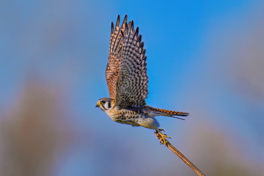 American Kestrel Flight by Mike He — canvas wall art
