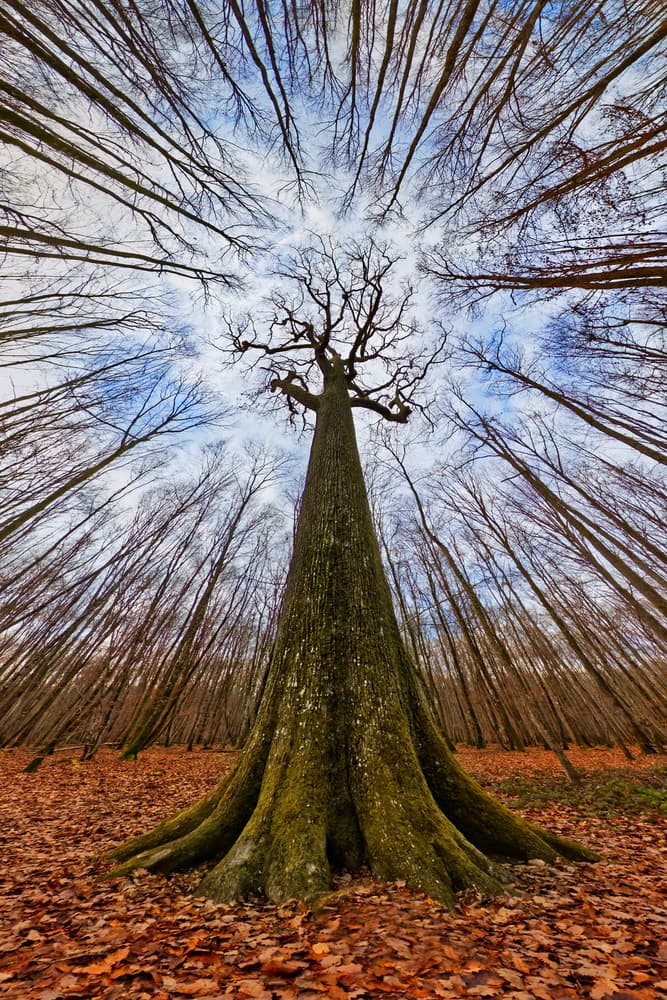 Towering Forest Giant by Francois Casanova — canvas wall art