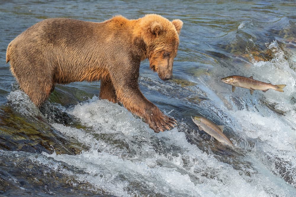 Grizzly Salmon Hunt by Richard Liu — canvas wall art