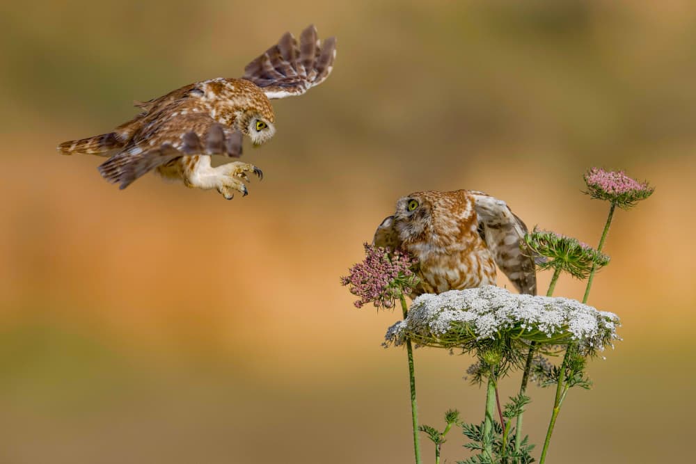 Owl Landing Wildflower by David Manusevich — canvas wall art
