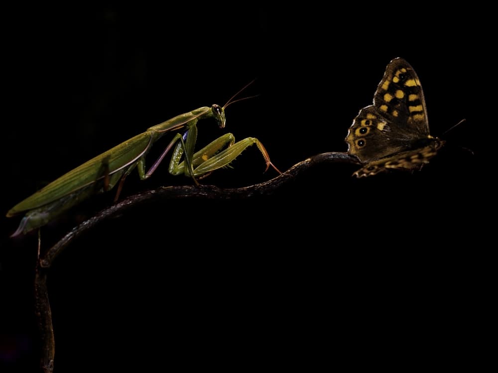 Mantis and Butterfly Encounter by Ferdinando Valverde — canvas wall art