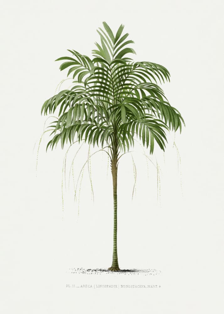 Ii Areca Monostachya by Les Palmiers Histoire Iconographique — canvas wall art