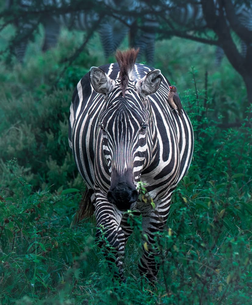 Wild Zebra Gaze by Allen SDCA — canvas wall art