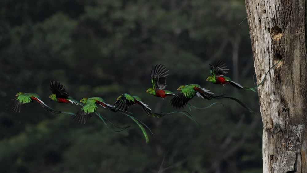 Emerald Quetzal Flight by Gustavo Costa — canvas wall art