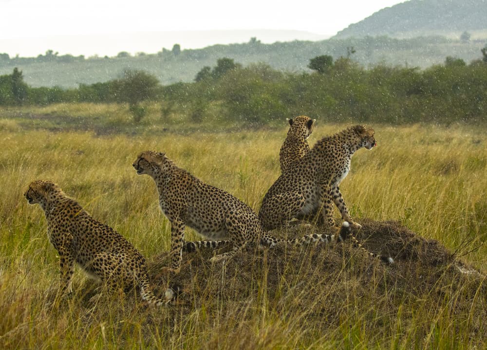 Cheetahs in Rain by Lokesh Kumar Rastogi — canvas wall art