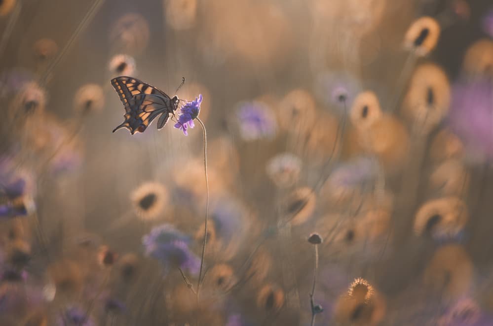 Golden Hour Butterfly by Sebastien Blomme — canvas wall art