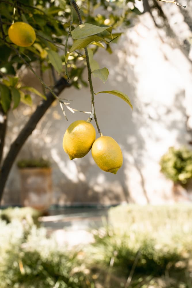 Fresh Lemons on Tree by Henrike Schenk — canvas wall art