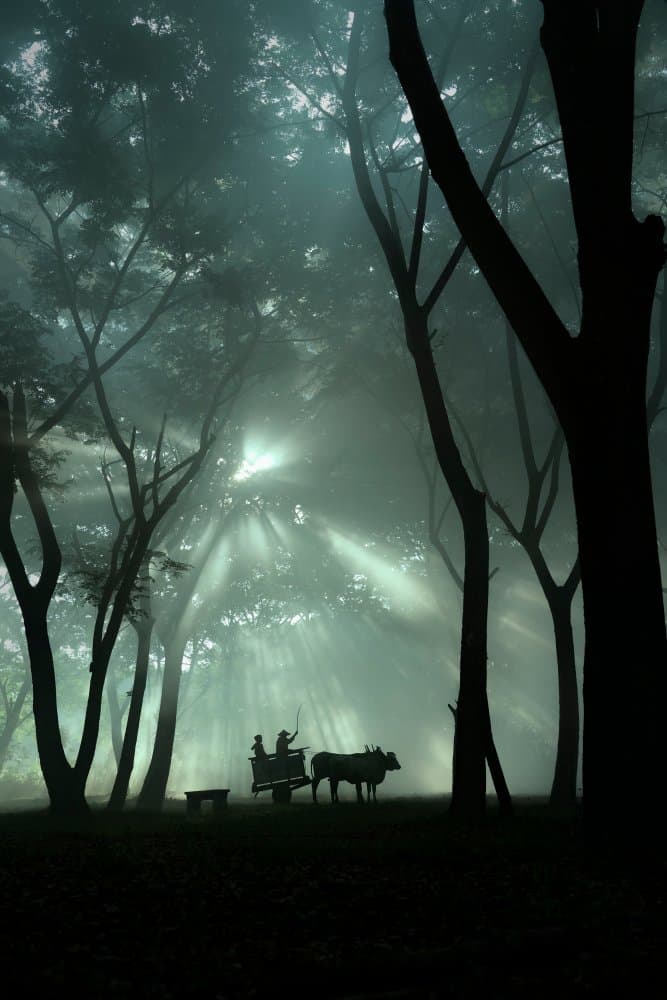 Misty Forest Journey by octavandy — canvas wall art