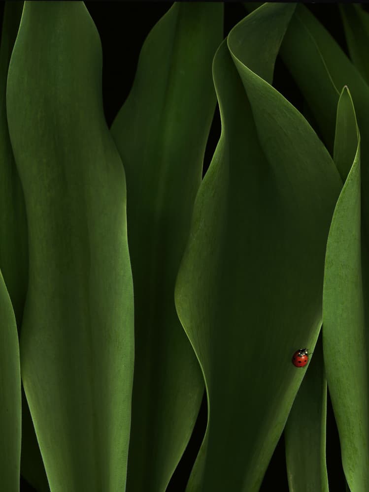 Soft Green Ladybug by Jeffrey Hummel — canvas wall art