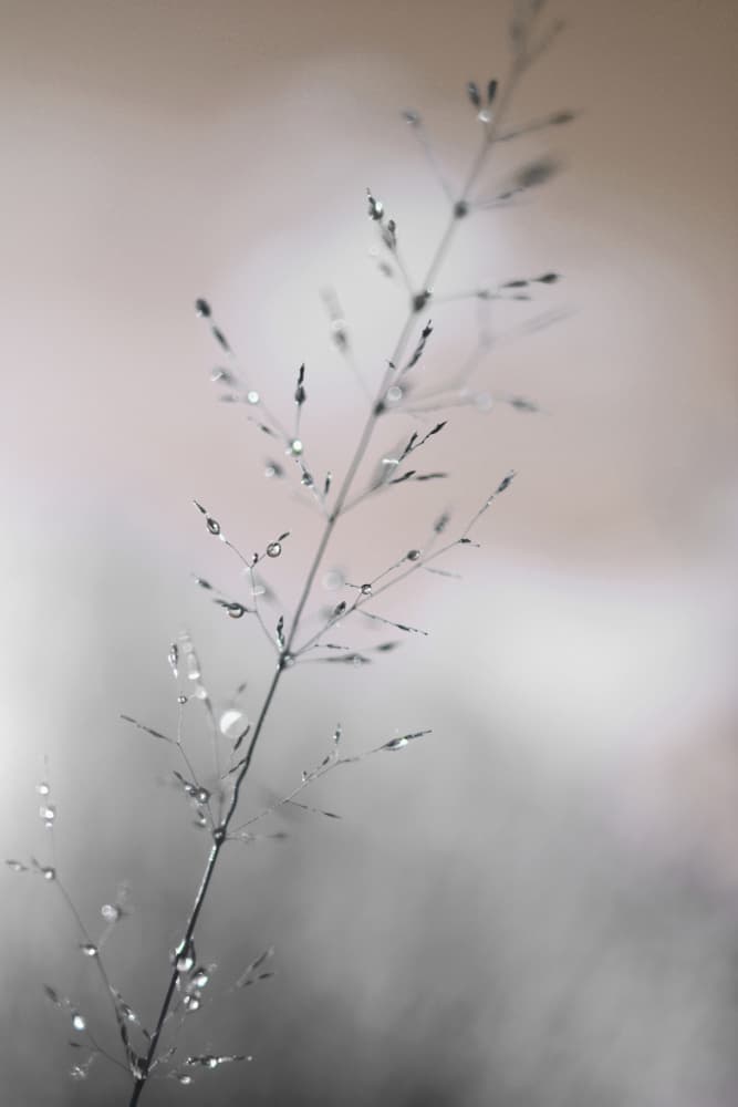 Morning Dew Drops by Christina Sillen — canvas wall art