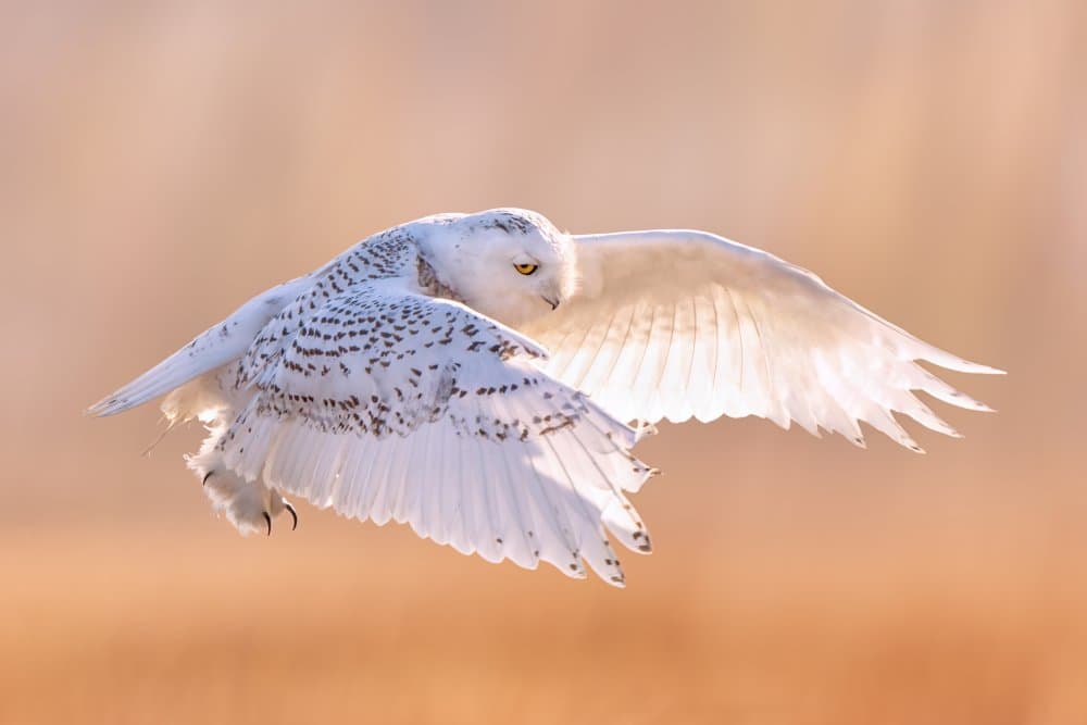 Snowy Owl in Flight by Qing Zhao — canvas wall art