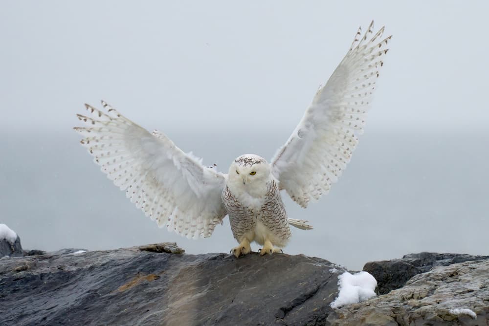 Majestic Snowy Owl by Johnny Chen — canvas wall art