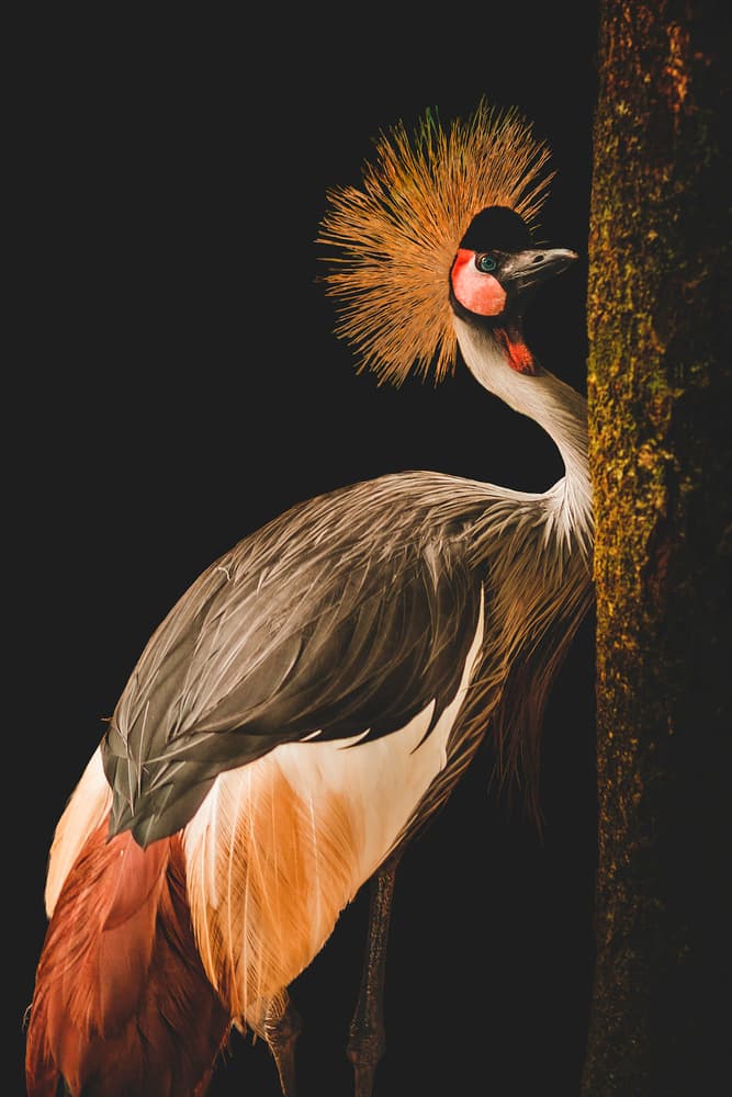Regal Crowned Crane by Jealousy — canvas wall art