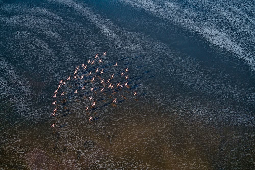 Graceful Flamingo Flight by John Fan — canvas wall art