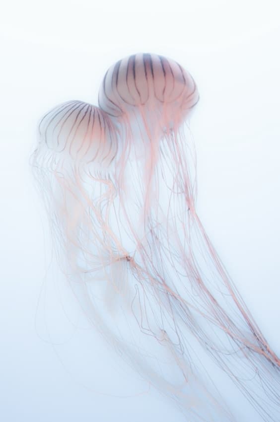 Tranquil Jellyfish Pair