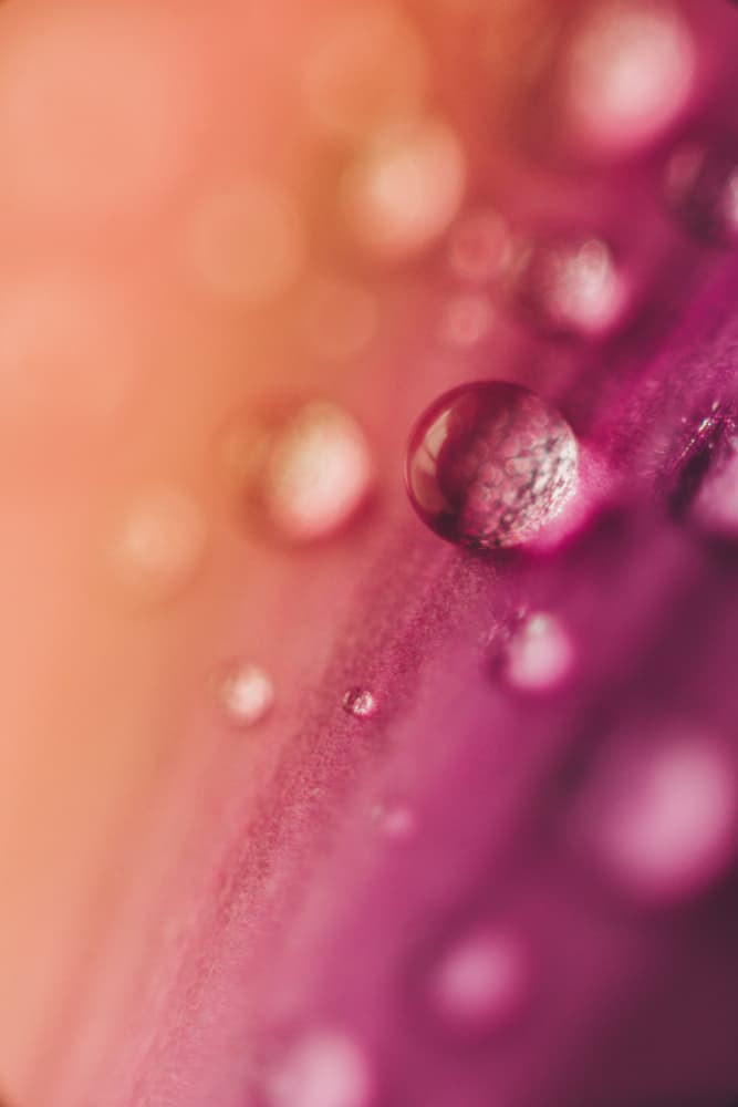 Vibrant Dew Droplets by Javier Pardina — canvas wall art