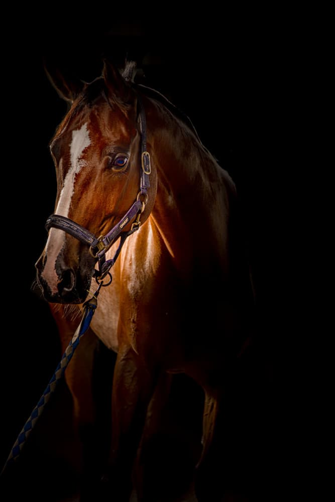 Majestic Horse In Shadow by Yomn Almonla 🇸🇦 — canvas wall art
