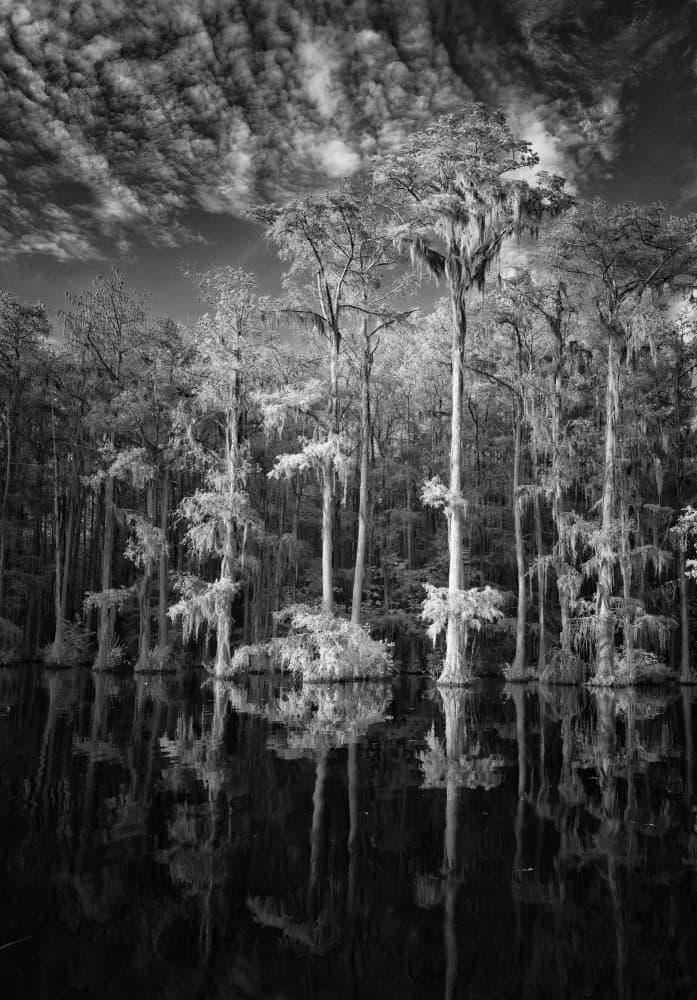 Southern Cypress Reflections by Benton Murphy — canvas wall art