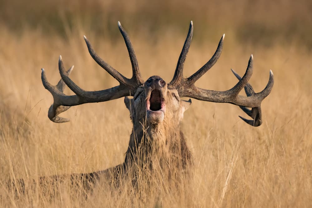 Powerful Stag Roar by Kutub Uddin — canvas wall art