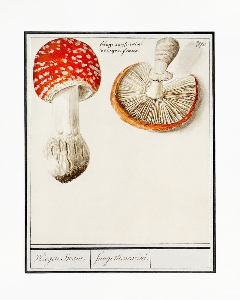 Fly Agaric, Amanita Muscaria by Anselmus Boëtius De Boodt — canvas wall art