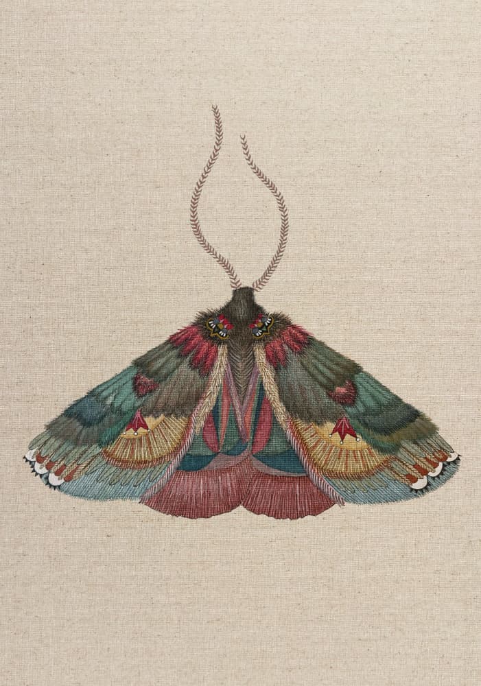Colorful Moth Illustration by ZAM.ROD — canvas wall art