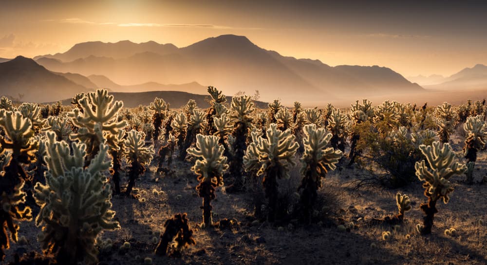 Golden Cholla Sunset by Karol Nienartowicz — canvas wall art