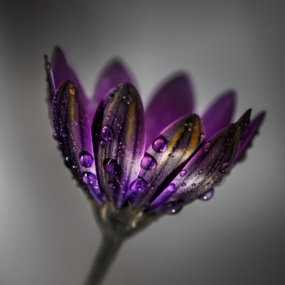 Moody Purple Bloom by Francis Wilson — canvas wall art