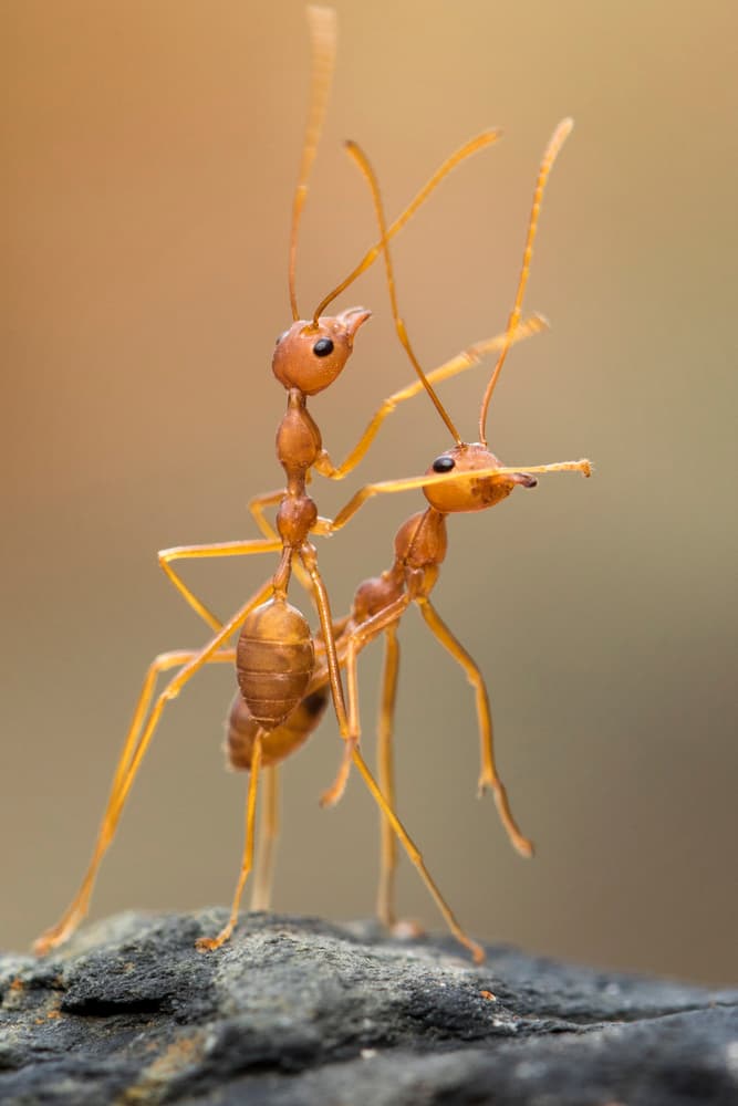 Communicating Red Ants by Hendy Mp — canvas wall art