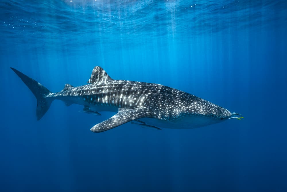 Majestic Whale Shark by Barathieu Gabriel — canvas wall art
