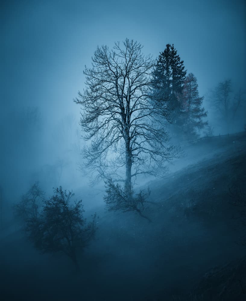 Solitary Tree In Fog by Ales Krivec — canvas wall art