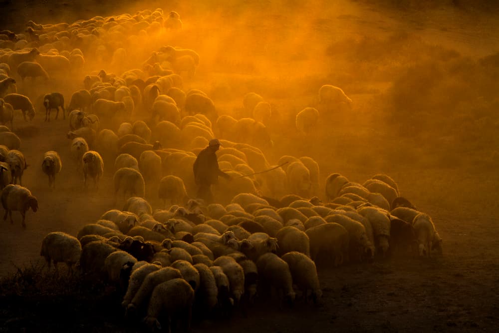 Shepherd's Golden Flock by Feyzullah Tunç — canvas wall art